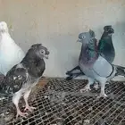 حمام للبيع سوري صفاق ومالتيز
