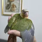 فرخ كنيور انناس