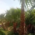 نخل واشنطنيا زينه