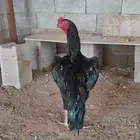 دجاج شامو الماني مستواهم فاخر ماشاء الله