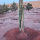 نخيل مثمره للبيع