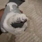 للبيع بربريسي ازرق