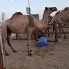 السلام عليكم لقحه على جميع الشروط مبرك مقام ديوس عيون شرط
