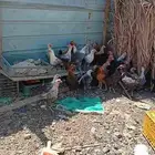 دجاج بياض