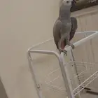 فرخ كاسكو متكلم مميز جدا