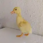 للبيع صيصان بط