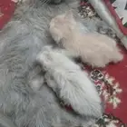 عنك