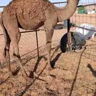 حاشي