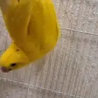 درة صفرة عيون حمر