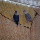 السلام عليكم ورحمة الله طيور روز للبيع على السوم