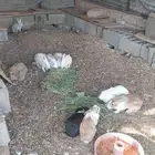 ارانب انثى و ذكور
