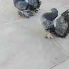 زوج رقاص