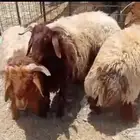 للبيع طليان نعيم