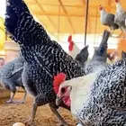 مطلوب دجاج فيومي وبلدي فاتح العدد 1000 من عمر 6 شهور