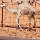 قعود