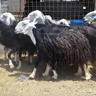 غنم نجدي مقاني صنف شرط الدفيع سونار العدد 9 للقناي