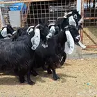 معزا عوارض منايح صنف العدد 9 با الفحل دفيع