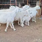 غنم حريات طيبه شرط الدفيع وقريب العدد 10 تحتها 1 للقناي