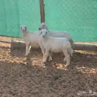 بهم حريات للبيع