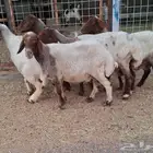 غنم نعيمي دفيع العدد 5 للقناي