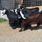 جفرات عوارض درجه اولي العدد 9 با الفحل تأسيس مراح