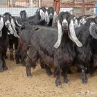 معزا عوارض صنف العدد 20 مراح معزا عوارض منوه القناي