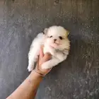 بومرينيان تي كب للبيع