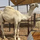 مفرود فحل