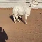 سواكني فاخررر