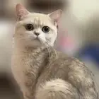 قط برتش شورت هير