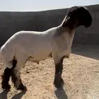 جذع فحل صنف غنم نعيم
