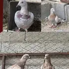 حمام للبيع الموقع القريات