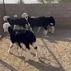 رخال نجد مقنوي طيبات . العدد   7 رخال