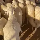 سواكن مرابى