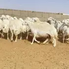 غنم حريات حرش ( دفيع شرط سونار ) 28 راس ( تم البيع )
