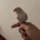 طير روز هدد