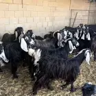 معزاء عوارض للبيع