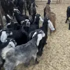 بهم تربيه