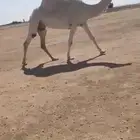 للبيع الضريبه الكفو رمانيه وعلى جميع الشروط.