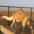 قعود