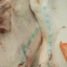 حاشي بلدي حوار ولباني