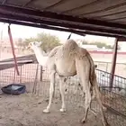 حاشي