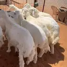 حري فاخر العدد 10 كلش خروف العمر 5 شهور و 6 شهور طرف وشعره