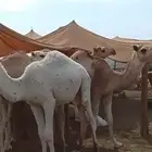 حشو مفاريد سمان