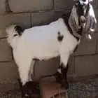 للبيع تيس طيب وعدل شحم فل .. عمره خمس شهور