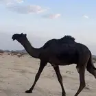 قعود حق يلقى ابوه ع حرصان ابن شعف وعموقه طيبه