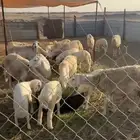 جدة الخمرة