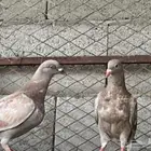 حمام للبيع الموقع القريات