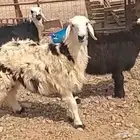 خرفان
