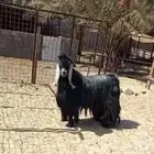 تيس عارضي فاخر